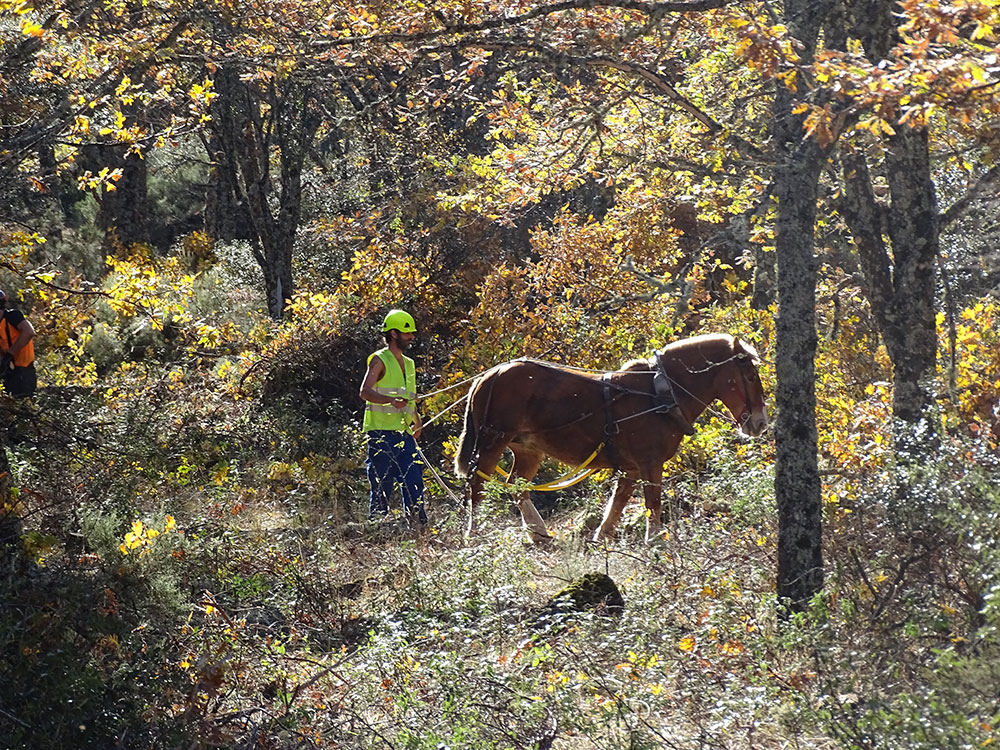 proyecto biodiversidad bosques sinérgicos