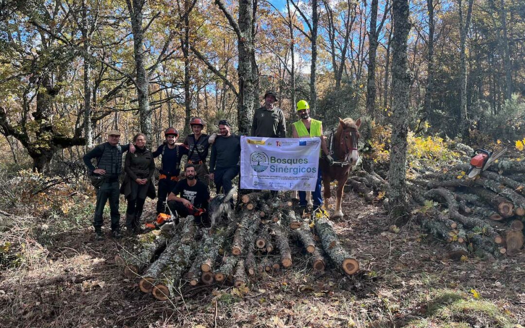 La UAH y ADAC desarrollan un proyecto piloto en gestión de bosques en la Sierra Norte
