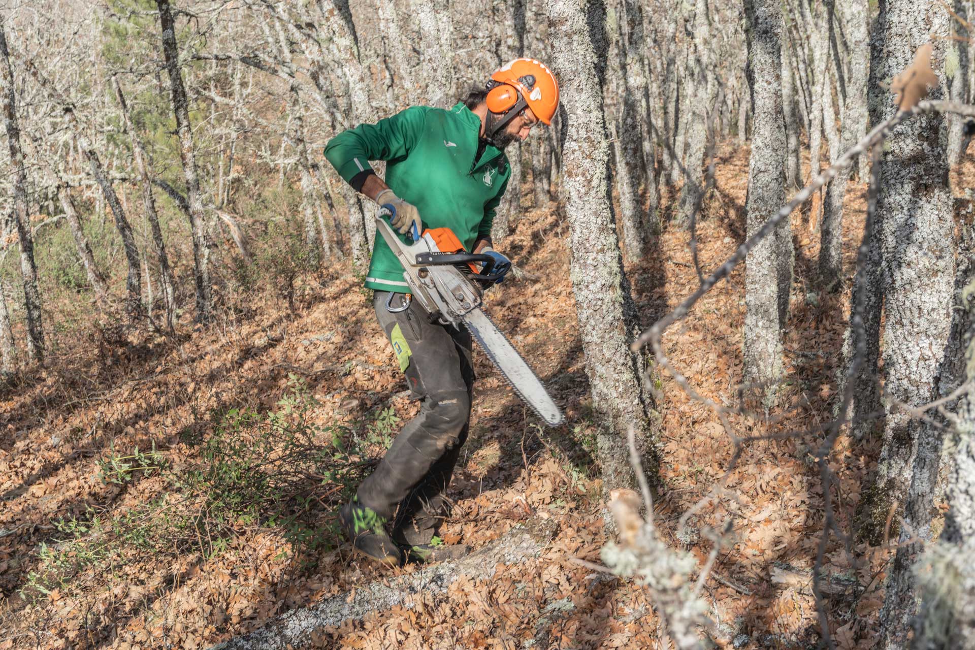 trabajos forestales proyecto Silvoconecta
